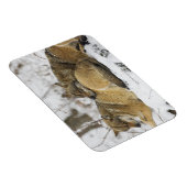 Wolven in de Bawarian Wood Magneet (Rechterzijde)