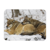 Wolven in de Bawarian Wood Magneet (Horizontaal)