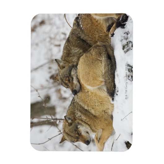 Wolven in de Bawarian Wood Magneet (Verticaal)