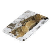 Wolven in de Bawarian Wood Magneet (Linkerzijde)