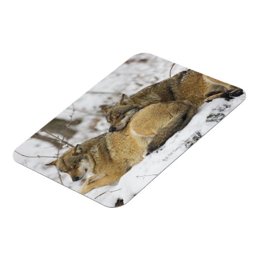 Wolven in de Bawarian Wood Magneet (Linkerzijde)