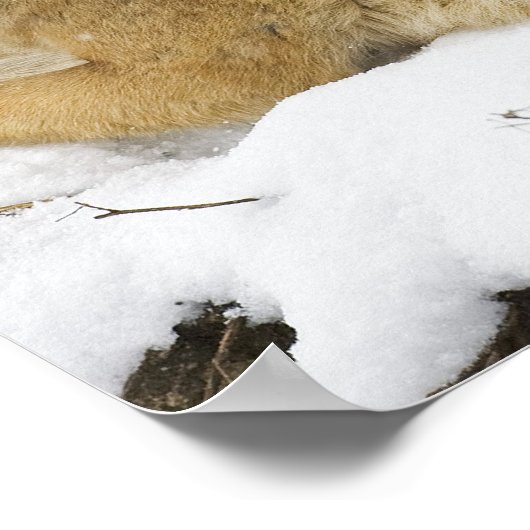 Wolven in de Bawarian Wood Poster (Hoek)