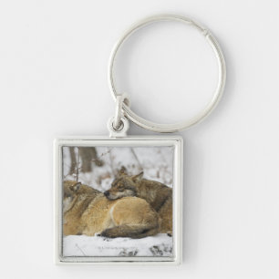 Wolven in de Bawarian Wood Sleutelhanger