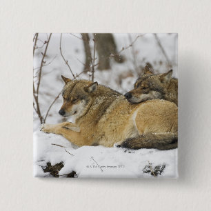 Wolven in de Bawarian Wood Vierkante Button 5,1 Cm