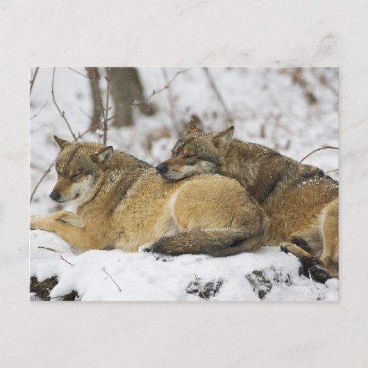 Wolven in de Beierse Bossen Briefkaart (Voorkant)