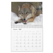 Wolven in de Natuur Kalender (Jan 2027)