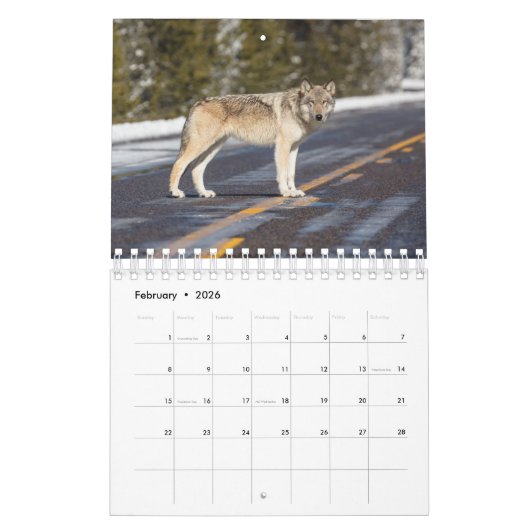 Wolven in de Natuur Kalender (Feb 2026)