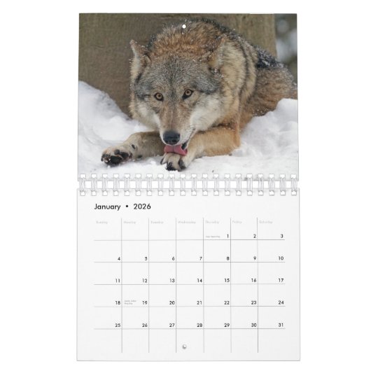 Wolven in de Natuur Kalender (Jan 2026)