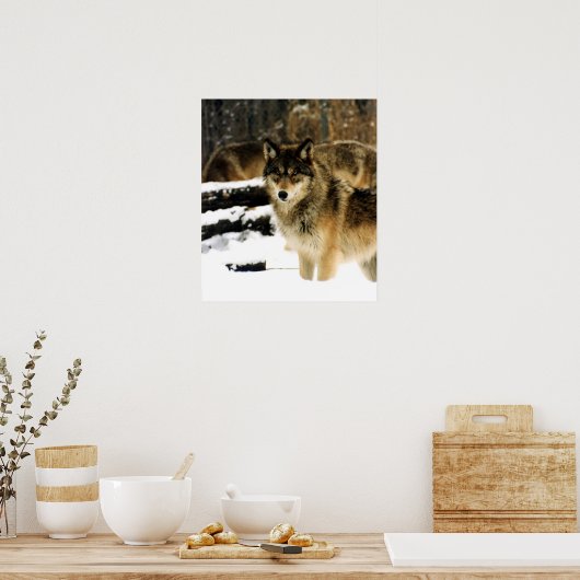 Wolven in de sneeuw poster (Keuken)