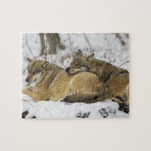 Wolven in het Beierse Bos Legpuzzel