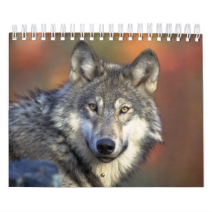 Wolven in Natuur fotografie Kalender