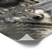 Wolven komen thuis poster (Hoek)