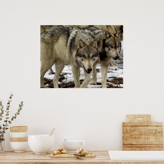 Wolven op de Prowl Poster (Keuken)