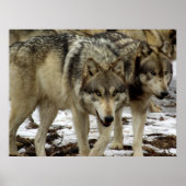 Wolven op de Prowl Poster (Voorkant)