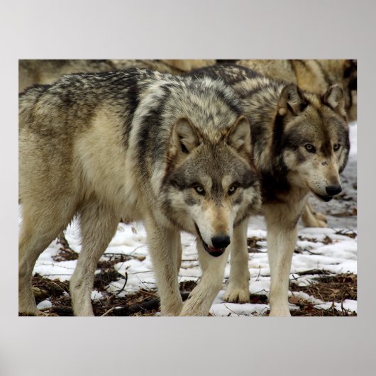 Wolven op de Prowl Poster (Voorkant)
