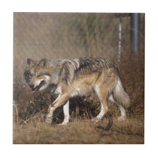WOLVEN TEGELTJE (Voorkant)