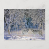 Wolven van het Briefkaart van Yellowstone (Voorkant)