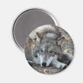 Wolven Wolf Magnet (Voorkant / Achterkant)