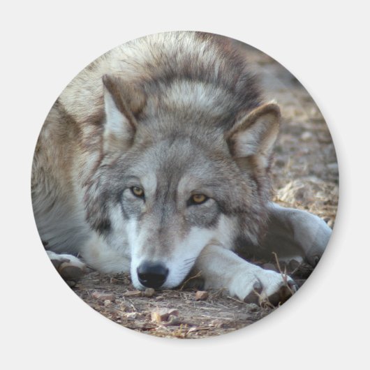 Wolven Wolf Magnet (Voorkant)