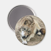Wolven Wolf Magnet (Voorkant / Achterkant)