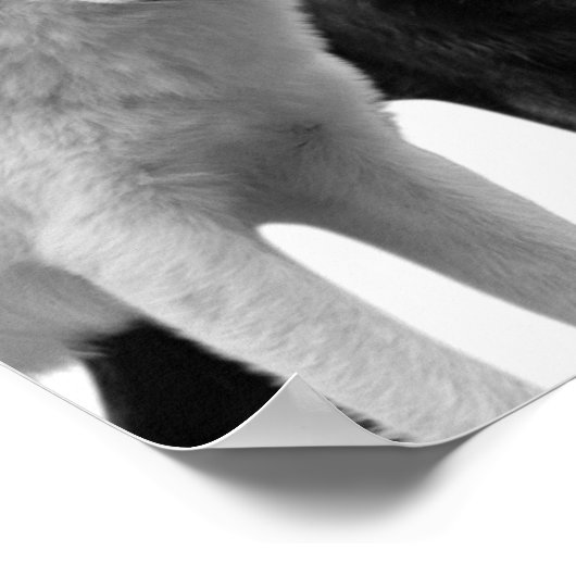 Wolven Zwart Wit  Houten Blokhut Landelijk Foto Po Poster (Hoek)