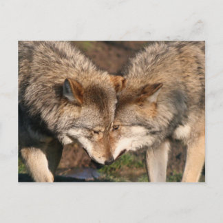 wolvenpaar briefkaart