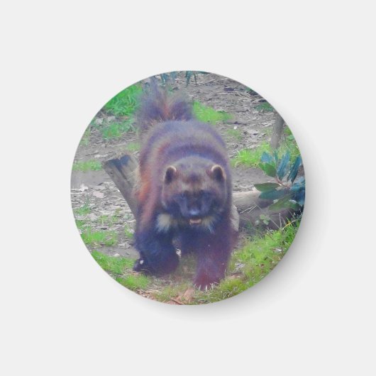 Wolverine #1 Magnet (Voorkant)