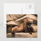 Wolverine Briefkaart (Voorkant / Achterkant)