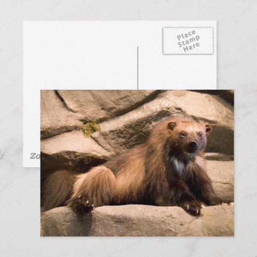 Wolverine Briefkaart (Voorkant / Achterkant)