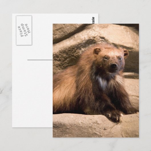 Wolverine Briefkaart (Voorkant / Achterkant)