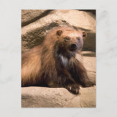 Wolverine Briefkaart (Voorkant)