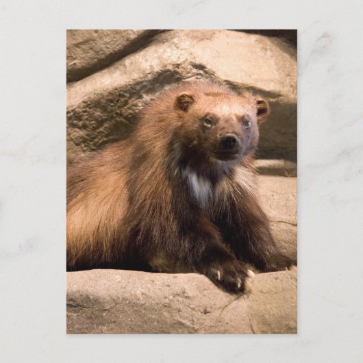 Wolverine Briefkaart (Voorkant)