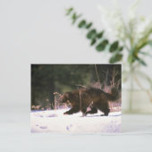 Wolverine door sneeuw briefkaart (Staand voorkant)