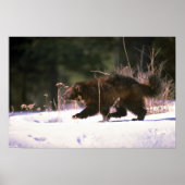 Wolverine door sneeuw poster (Voorkant)