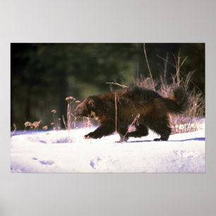 Wolverine door sneeuw poster