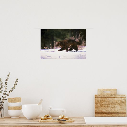Wolverine door sneeuw poster (Keuken)