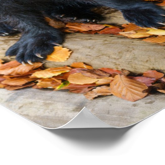 Wolverine met grote poten poster (Hoek)