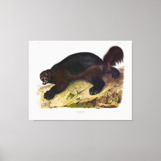 Wolverine of Wolverene (Gulo gulo) door Audubon Canvas Afdruk (Voorkant)