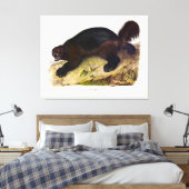 Wolverine of Wolverene (Gulo gulo) door Audubon Canvas Afdruk (Insitu (Slaapkamer))