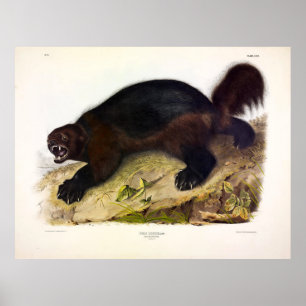 Wolverine of Wolverene (Gulo gulo) door Audubon Poster