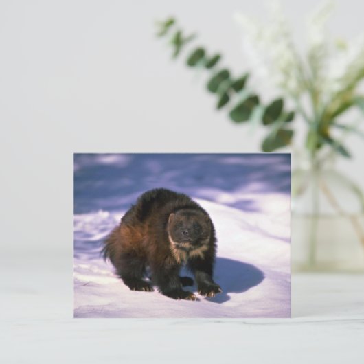 Wolverine op sneeuw briefkaart (Staand voorkant)