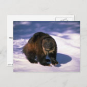 Wolverine op sneeuw briefkaart (Voorkant / Achterkant)