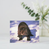 Wolverine op sneeuw briefkaart (Staand voorkant)