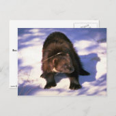 Wolverine op sneeuw briefkaart (Voorkant / Achterkant)