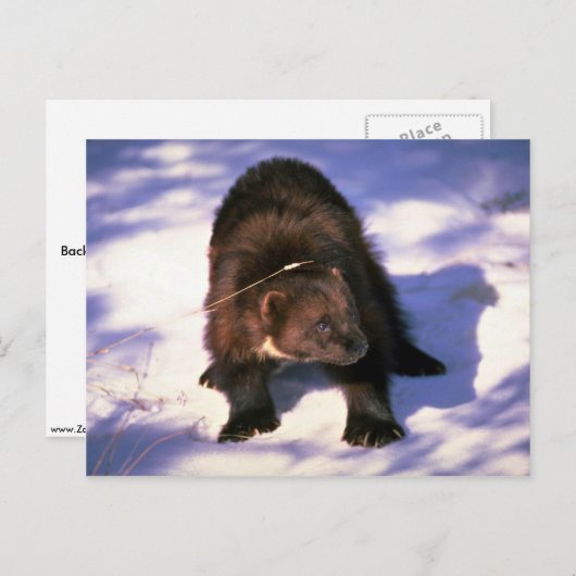 Wolverine op sneeuw briefkaart (Voorkant / Achterkant)