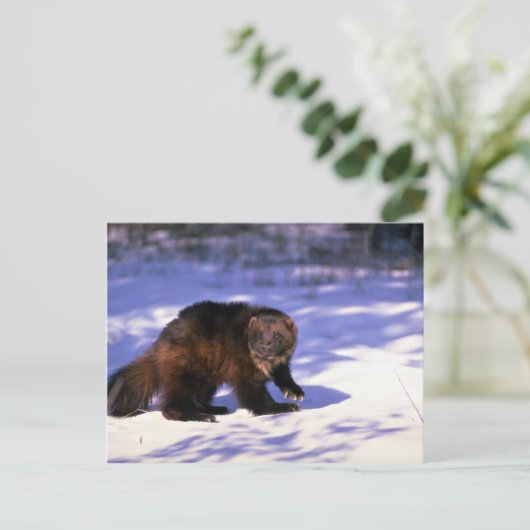 Wolverine op sneeuw briefkaart (Staand voorkant)