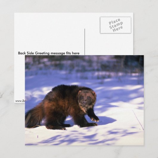 Wolverine op sneeuw briefkaart (Voorkant / Achterkant)