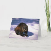 Wolverine op sneeuw kaart (Voorkant)