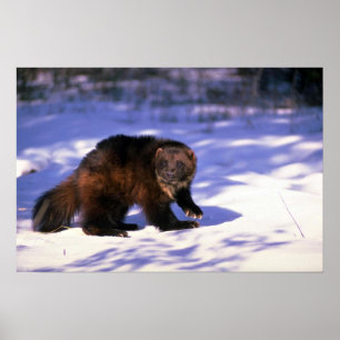 Wolverine op sneeuw poster