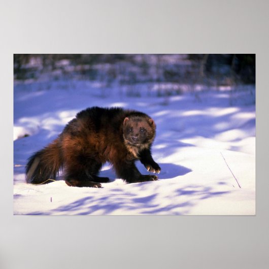 Wolverine op sneeuw poster (Voorkant)